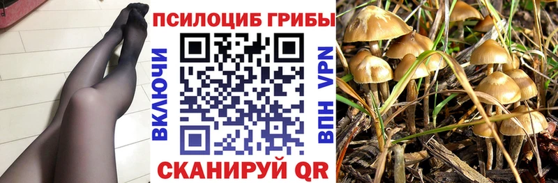 магазин продажи наркотиков  Высоцк  ОМГ ОМГ вход  Галлюциногенные грибы Psilocybine cubensis 